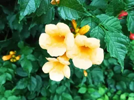 milin-amerykanski-flava-campsis-w-p11-wysokosc-30-40-cm