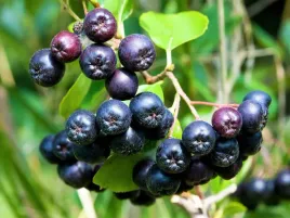 aronia-czarna-aronia-melanocarpa-w-doniczkach-c2-50-70-cm