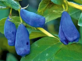 jagoda-kamczacka-duet-lonicera-w-doniczkach-c2-wysokosc-30-50-cm