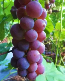 winorosl-swenson-red-vitis-w-doniczkach-p9-wysokosc-40-60-cm