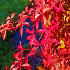 winobluszcz-pieciolistkowy-engelmannii-parthenocissus-80-100-cm