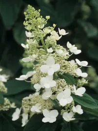 hortensja-bukietowa-tardiva-hydrangea-w-doniczkach-c2-40-60-cm