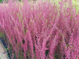 tamaryszek-drobnokwiatowy-tamarix-w-doniczkach-p9-wysokosc-60-80-cm