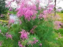 tamaryszek-francuski-tamarix-w-doniczkach-p11-wysokosc-60-80-cm