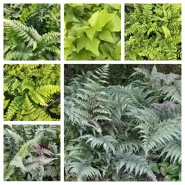 zestaw-nr2-ciekawych-paproci-do-ogrodu-paprotnik-wietlica-5sztuk