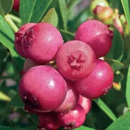 borowka-amerykanska-pink-lemonade-1l-wyjatkowa-rozowa-borowka