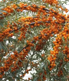 rokitnik-podarok-sadu-zenski-2l-pomaranczowy-mala-ilosc-cierni-na-krzewie