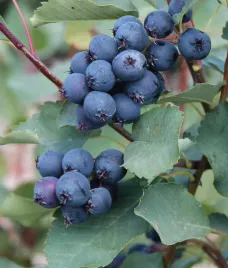 swidosliwa-martin-olcholistna-owoce-w-przyszlym-roku-doniczka-2l