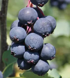 swidosliwa-northline-olcholistna-najczesciej-uprawiana-odmiana-2l