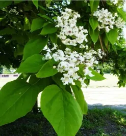 katalpa-sadzonka-surmia-duze-liscie-szybkorosnaca-miododajna-biale-kwiaty