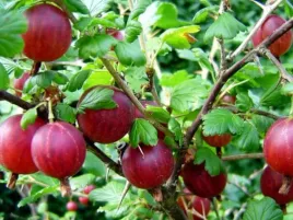 agrest-czerwony-odporny-krzew-pyszne-slodkie-owoce-na-przetwory-moc-witamin