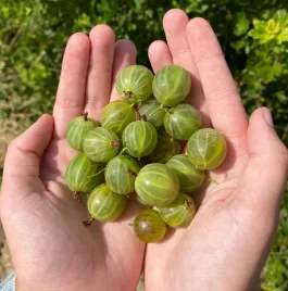 agrest-zielony-sadzonka-pyszne-przetwory-witaminy-bardzo-plenny-i-odporny