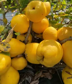 pigwowiec-japonski-pigwa-fire-dance-sadzonki-na-nalewka-i-sok-moc-witamin