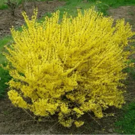 forsycja-goldzauber-piekne-zolte-duze-kwiaty-krzew-sadzonka-w-doniczce