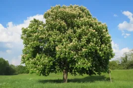 sadzonka-kasztana-zwyklego-w-doniczce-piekne-drzewo-do-ogrodu-kasztanowiec