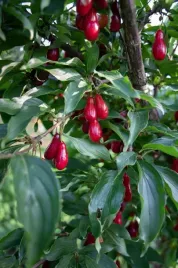 deren-jadalny-kotula-cornus-mas-2-letni-sadzonka-donica-szczepiony