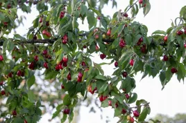 deren-jadalny-juliusz-cornus-mas-2-letni-sadzonka-donica-szczepiony