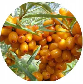 rokitnik-leczniczy-samopylny-sadzonki-kazda-duza-sadzonka-owocuje-witaminy