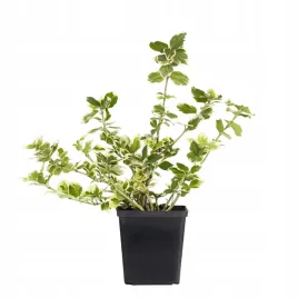 trzmielina-duza-emerald-gaiety-zimozielona-sadzonka-do-ogrodu-w-doniczce