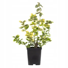 trzmielina-duza-zimozielona-krzew-emerald-gold-ogrod-w-doniczce-sadzonka