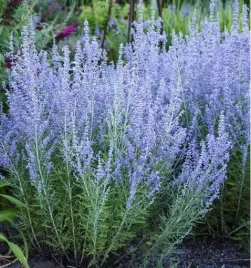 lawenda-perovskia-sadzonka-perowskia-blue-spire-miododajna-na-komary-ogrodu