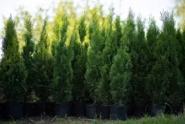 tuja-szmaragd-thuja-smaragd-gesty-stozek-w-donicy-sadzonka