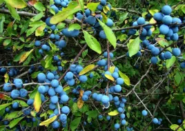 sadzonki-sliwa-tarnina-miododajna-lecznicza-do-nalewek-pyszne-owoce