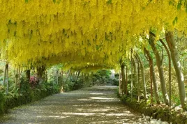 zlotokap-zolte-kwiaty-sadzonka-zloty-deszcz-pachnace-ozdoba-ogrodu-piekne