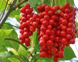 cytryniec-chinski-sadzonka-kazda-owocuje-pnacze-owoc-zycia-sadova-no1
