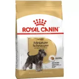 royal-mini-schnauzer-3kg