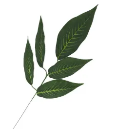 lisc-mango