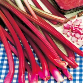 rheum-red-champagne-rabarbar-sadzonki-rabarbaru-1-szt-sadzonka-plenny