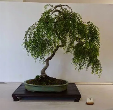 Pieprz Peruwiaski (Schinus Molle) idealny na bonsai 6 nasion  185386862 -  ERLI.pl