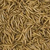 tropical-meal-worms-250ml-waga-z-opakowaniem-0-1-kg