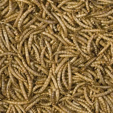 tropical-meal-worms-250ml-waga-z-opakowaniem-0-1-kg
