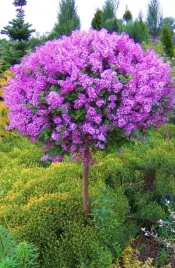 lilak-meyera-palibin-na-pniu-syringa-w-c2-drzewko-70-80-cm