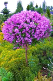 lilak-meyera-palibin-na-pniu-syringa-w-c2-drzewko-100-110-cm