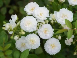 roza-okrywowa-alba-meidiland-rosa-w-p9-20-25-cm