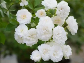 roza-okrywowa-alba-meidiland-rosa-w-doniczkach-p9-wysokosc-10-20-cm
