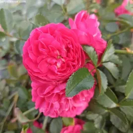 roza-pnaca-super-excelsa-rosa-w-doniczkach-p11-wysokosc-15-20-cm