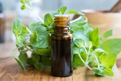 oregano-intercell-60-kaps-podstawowy-skladnik-oregano