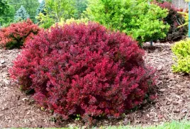 berberys-thunberga-bagatelle-10-30cm-rubinowy-skarb