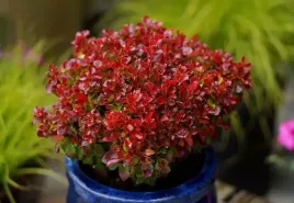 berberys-thunberga-lutin-rouge-10-30cm-rubinowa-ozdoba