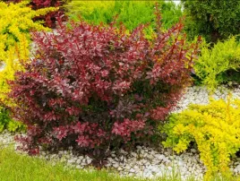 berberys-thunberga-nana-10-30cm-sliczna-sadzonka