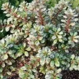 berberys-thunberga-silver-beauty-10-30cm-srebrna-elegancja