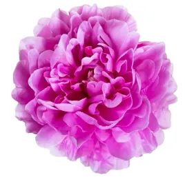 peonia-glowka-rozowo-fioletowa