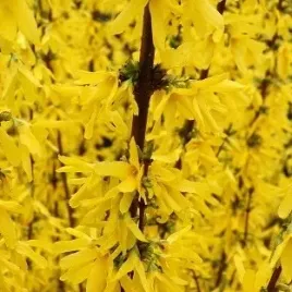 forsycja-maluch-forsythia-w-doniczkach-c2-20-30-cm