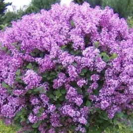 lilak-meyera-palibin-syringa-w-p11-30-40-cm
