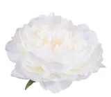 peonia-glowka-kremowa