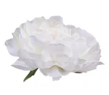 peonia-glowka-kremowa